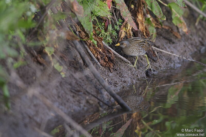 Spotted Crakeadult breeding, identification