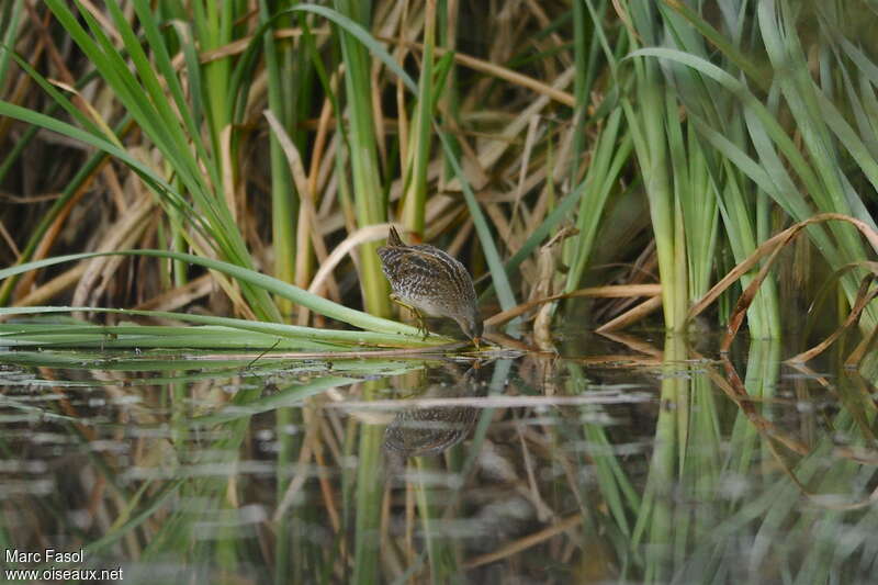 Marouette ponctuéeadulte, habitat, pêche/chasse