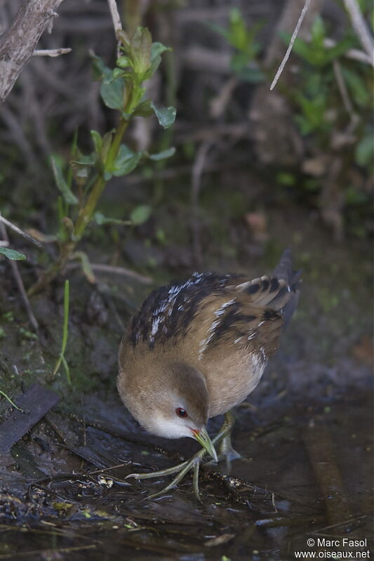 Little Crake female adult breeding, identification, Behaviour