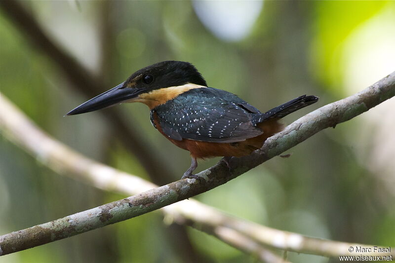 Green-and-rufous Kingfisher female adult, identification