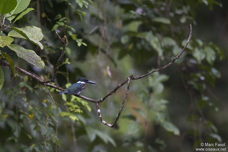 Martin-pêcheur d'Amazonie, identification, Comportement