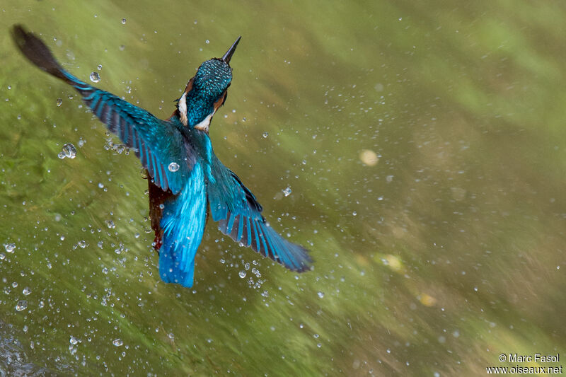 Common Kingfisheradult, Flight