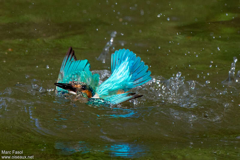 Martin-pêcheur d'Europe mâle adulte, pêche/chasse