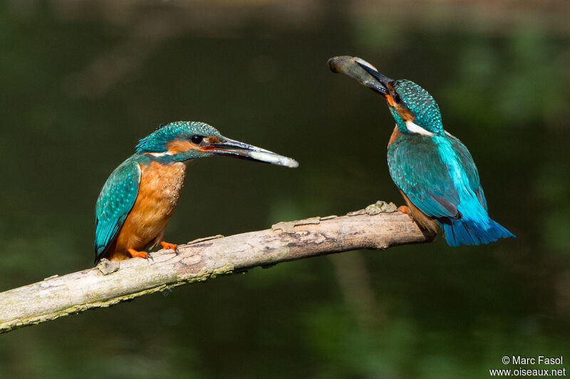 Martin-pêcheur d'Europeadulte, régime, pêche/chasse, Nidification