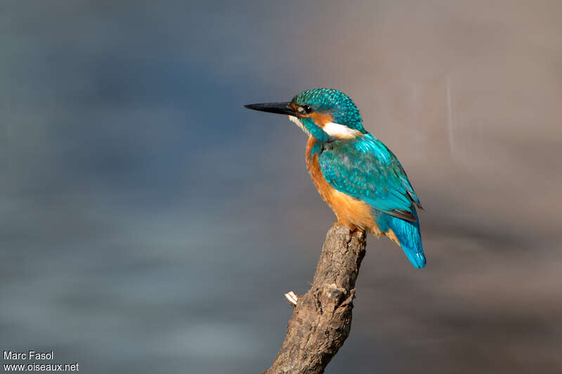 Martin-pêcheur d'Europe mâle adulte nuptial, identification