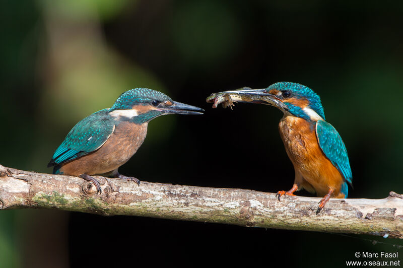 Common Kingfisher, identification, Reproduction-nesting