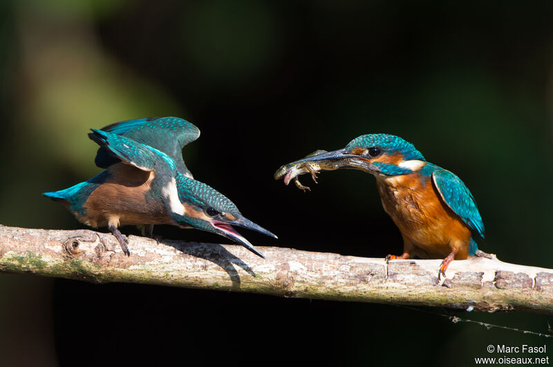 Common Kingfisher, identification, feeding habits, Reproduction-nesting