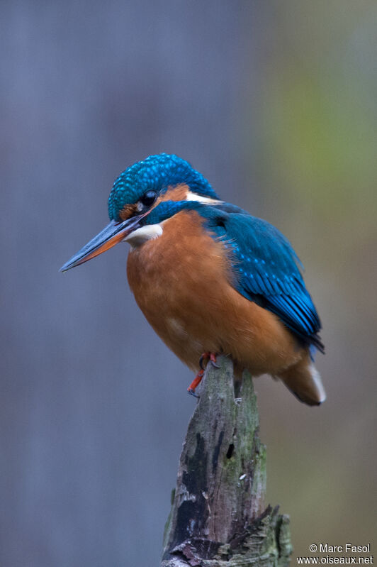 Common Kingfisher female adult