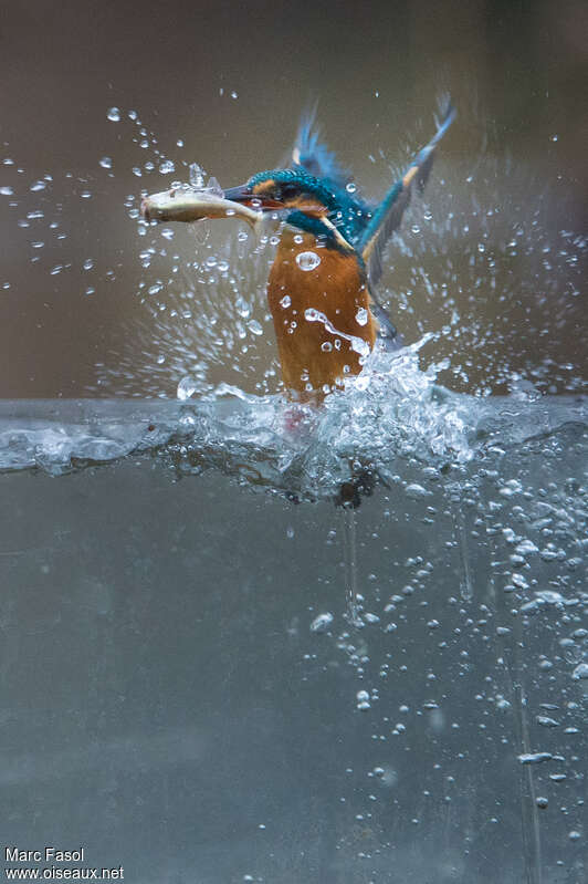 Martin-pêcheur d'Europe femelle adulte, pêche/chasse