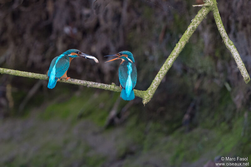 Common Kingfisheradult breeding, courting display