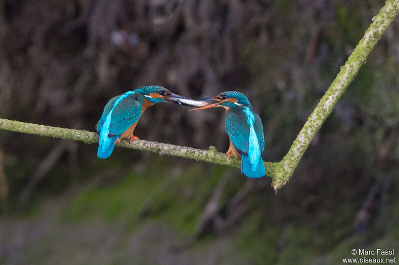 Common Kingfisheradult breeding, courting display, Reproduction-nesting