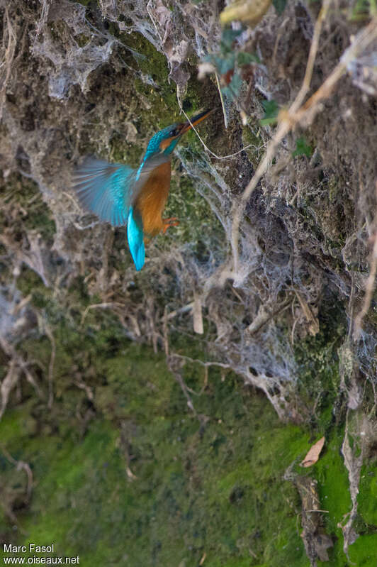 Martin-pêcheur d'Europe femelle adulte, habitat, Vol, Nidification