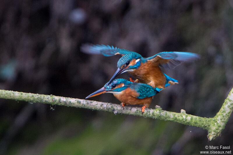 Common Kingfisheradult, mating.