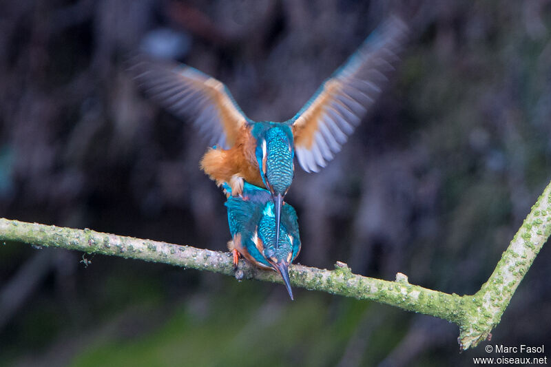 Common Kingfisheradult breeding, mating.