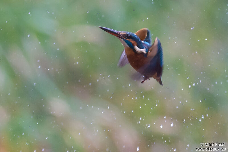 Common Kingfisher female adult, Flight, fishing/hunting