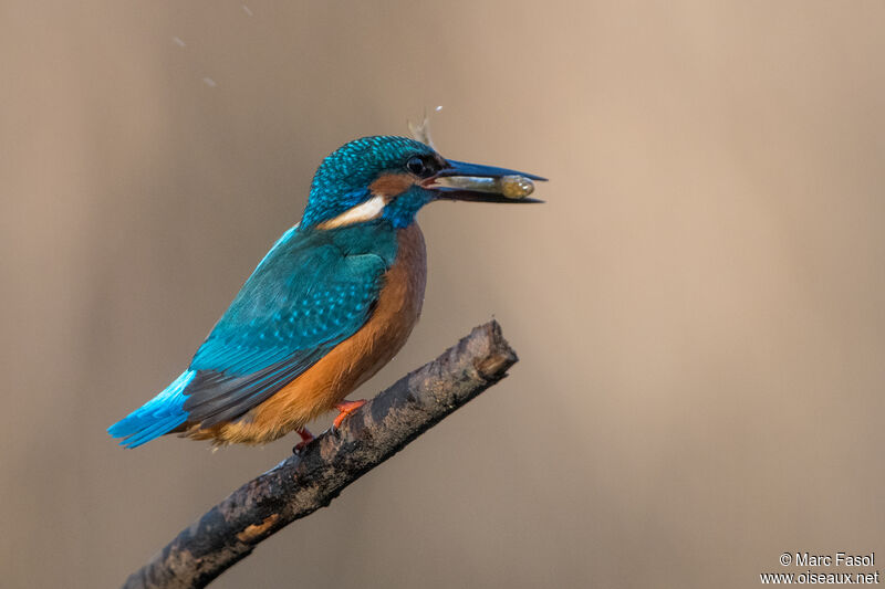 Martin-pêcheur d'Europe mâle adulte, identification