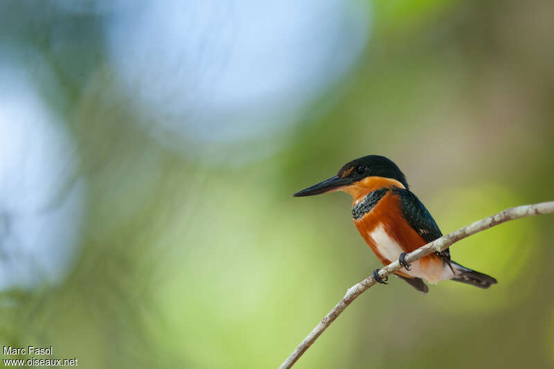 American Pygmy Kingfisher female adult breeding, identification