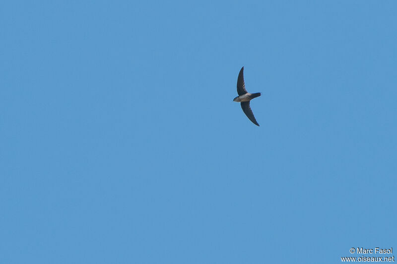 Grey-rumped Swift, Flight