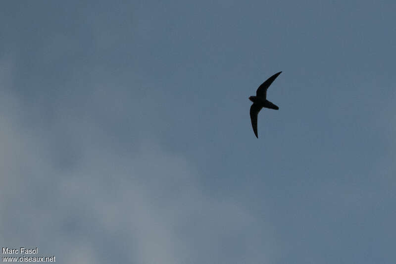 Sooty Swiftadult, identification, Flight