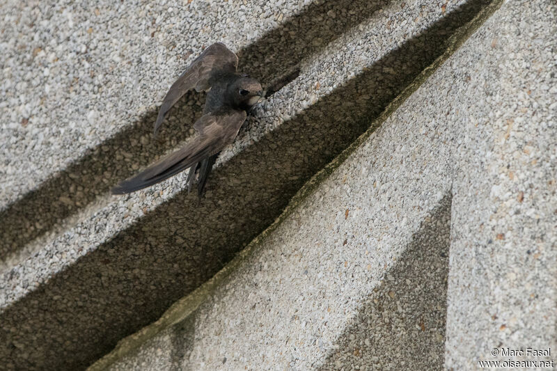 Martinet noiradulte nuptial, identification, Nidification