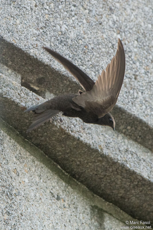 Common Swiftadult breeding, Flight, Reproduction-nesting