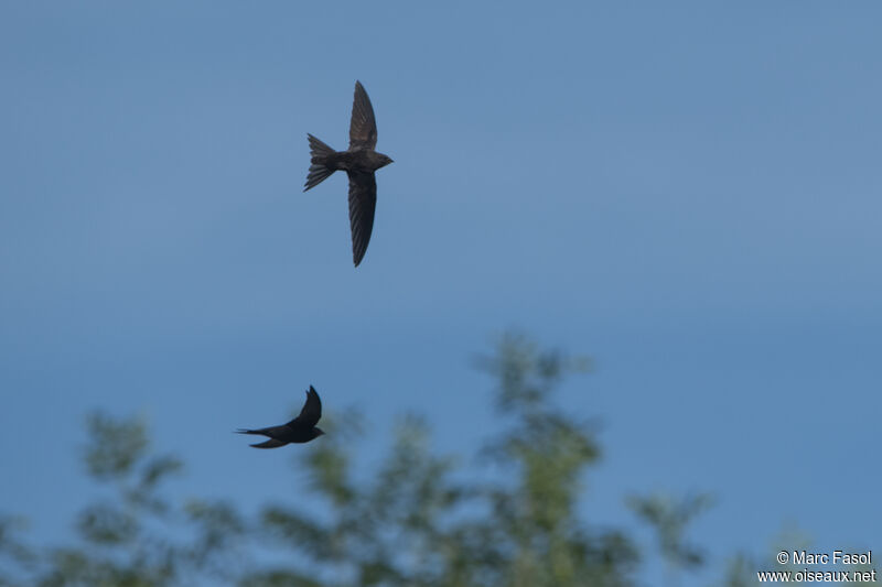 Common Swiftadult, Flight