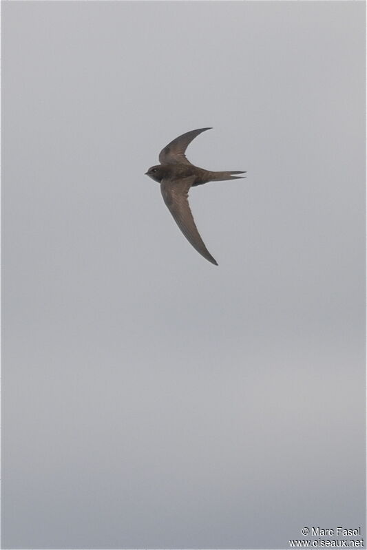 Common Swiftjuvenile, Flight