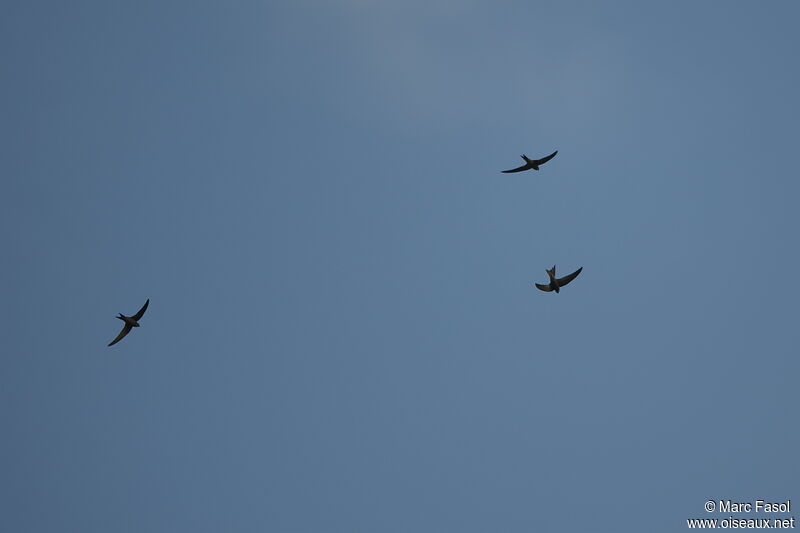 Plain Swiftadult breeding, Flight