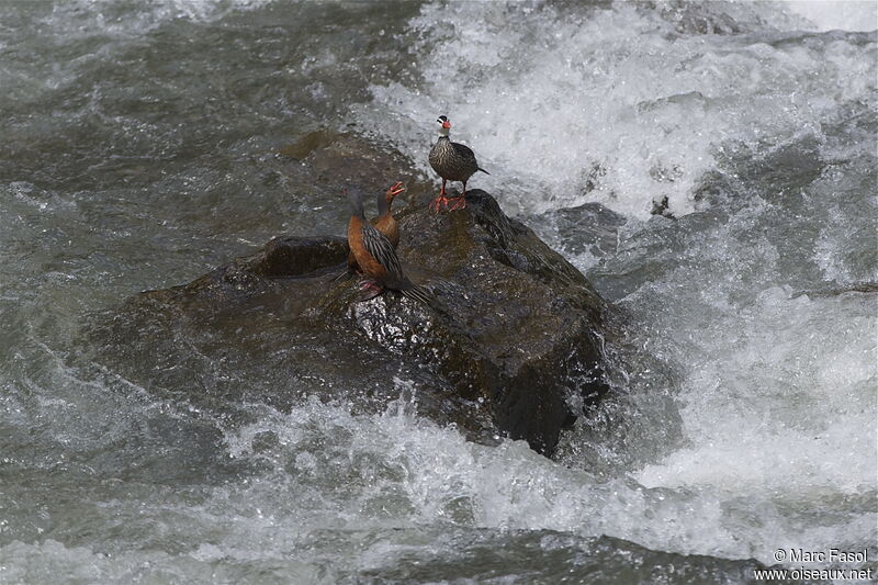 Torrent Duckadult breeding, identification, Behaviour