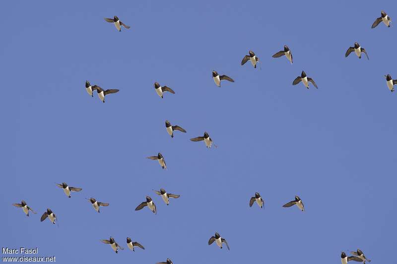 Little Aukadult breeding, Flight