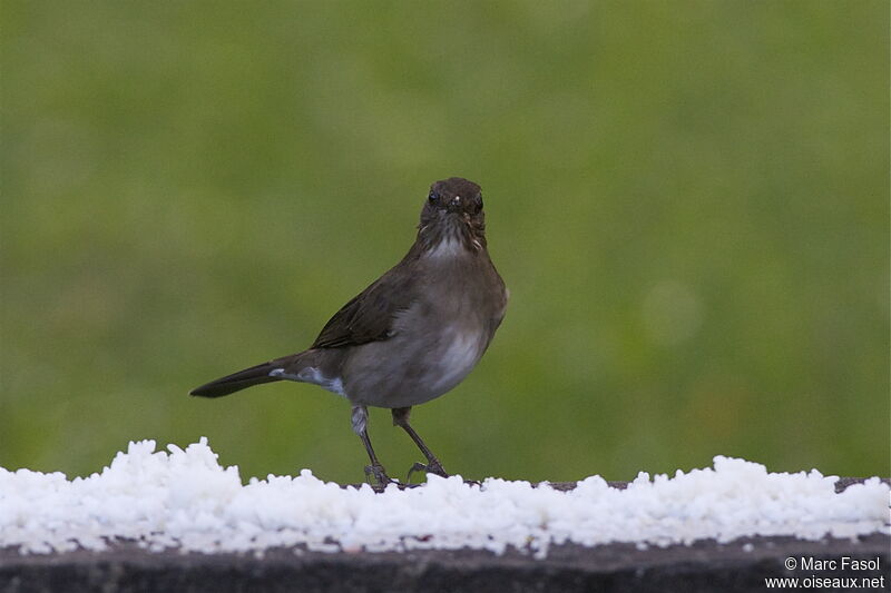 Black-billed Thrushadult, feeding habits