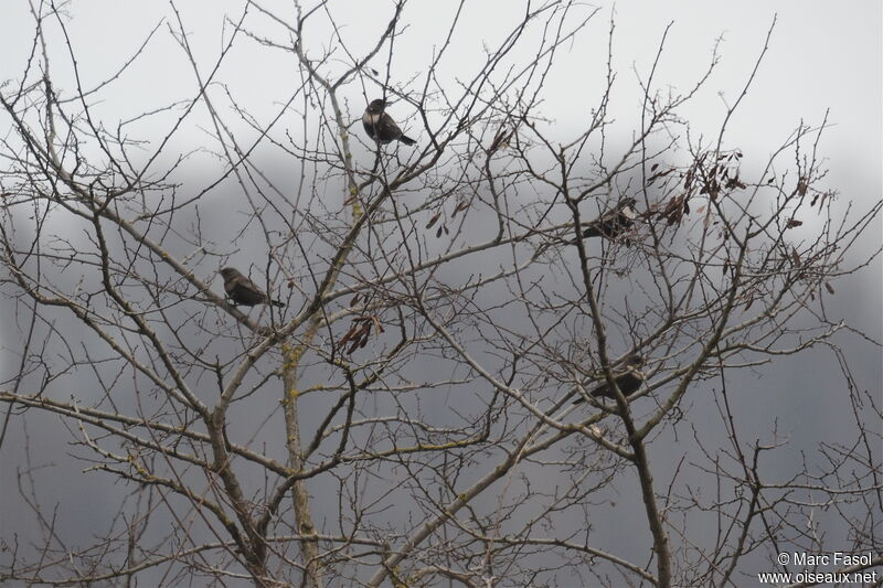 Ring Ouzel, identification, Behaviour