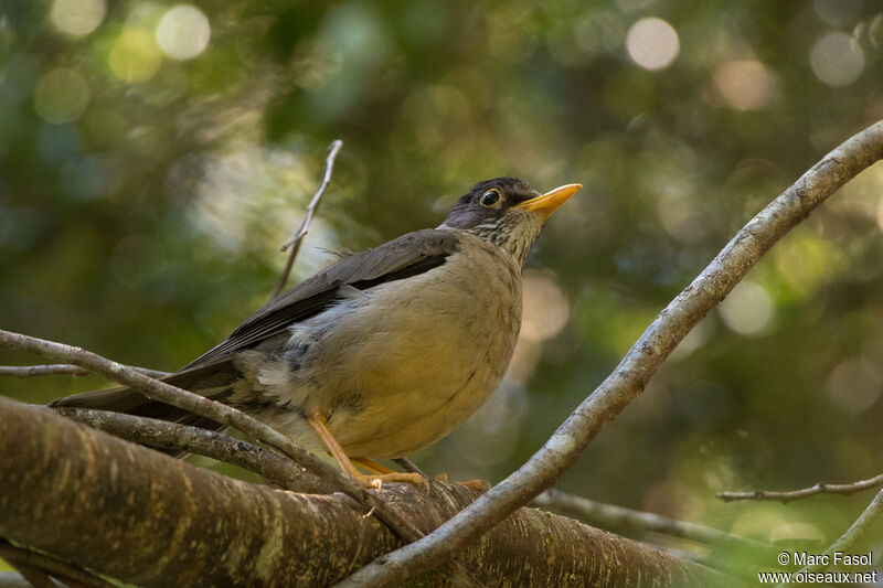 Austral Thrush male adult, identification