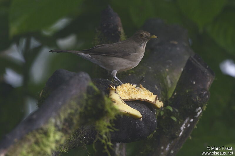 Merle d'Équateuradulte, identification, régime