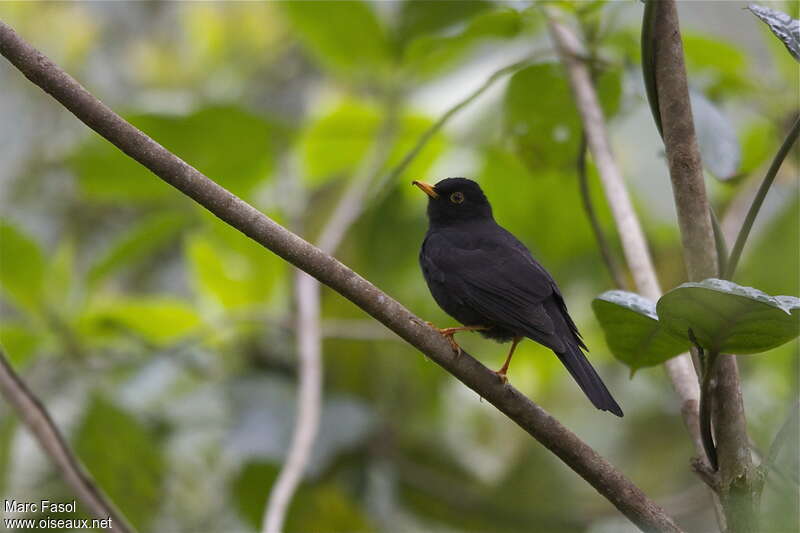 Black Thrush male adult, identification