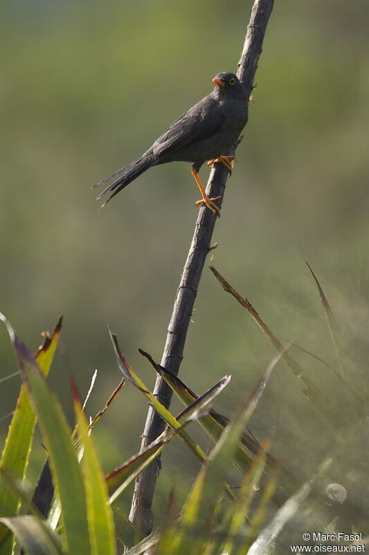 Merle géant mâle adulte, identification