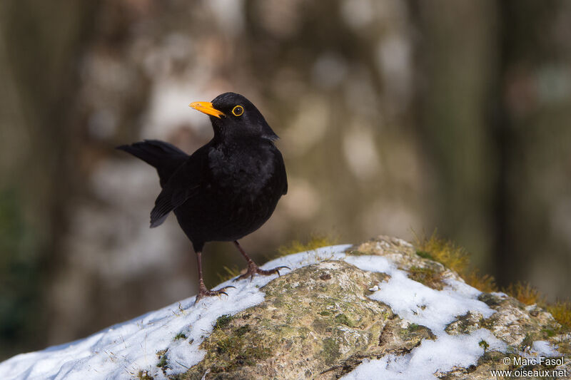 Merle noir mâle adulte, identification