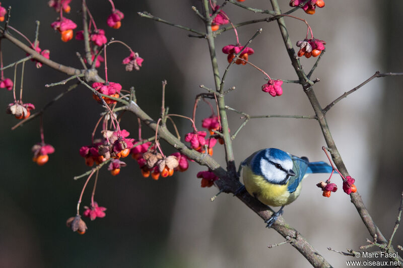 Mésange bleueadulte