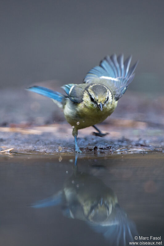 Eurasian Blue Titjuvenile, Flight