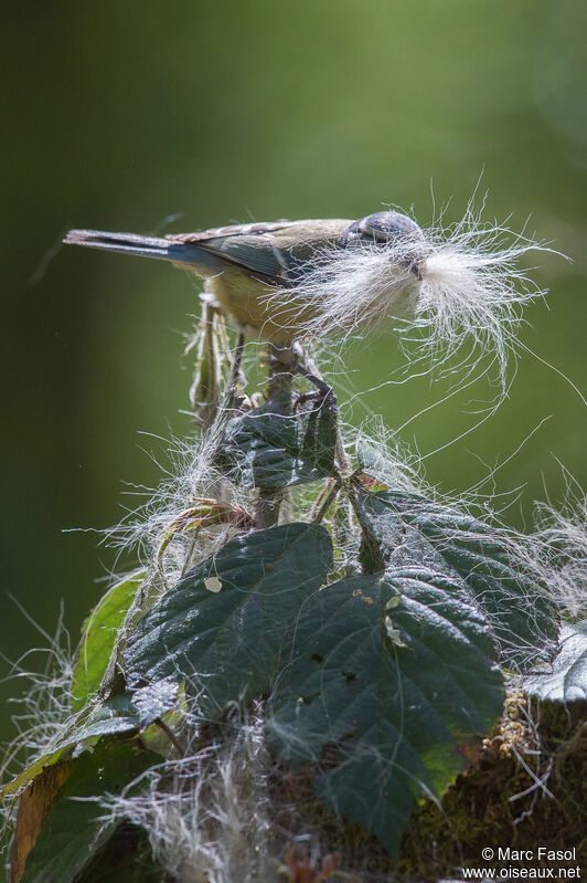 Eurasian Blue Titadult breeding, Reproduction-nesting