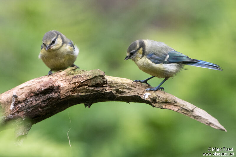 Mésange bleue femelle juvénile