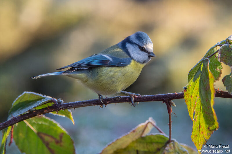 Eurasian Blue Titadult, identification