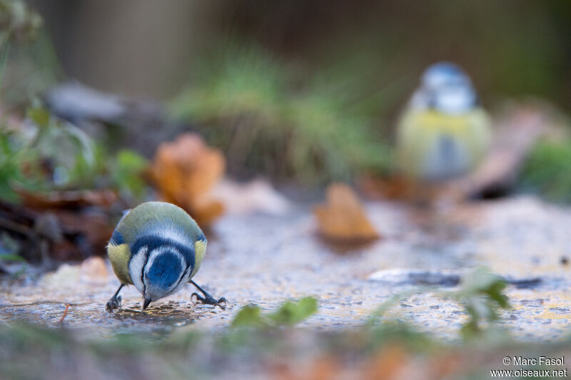 Eurasian Blue Titadult, drinks