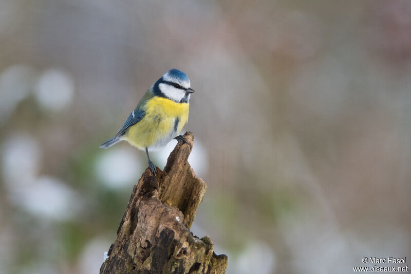 Eurasian Blue Titadult, identification