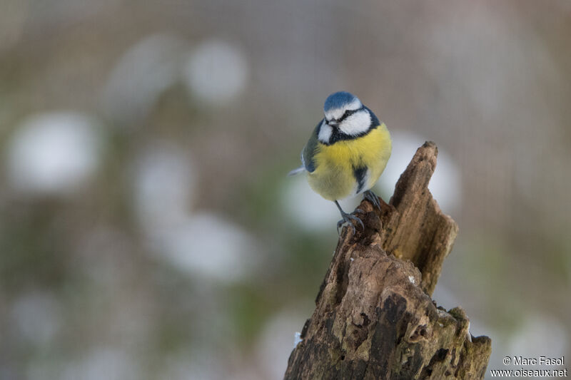 Eurasian Blue Titadult, identification