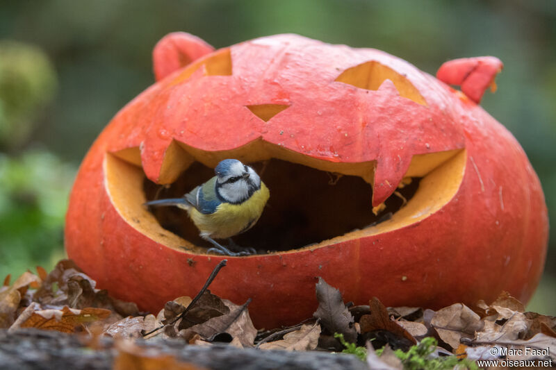 Eurasian Blue Tit, identification, eats