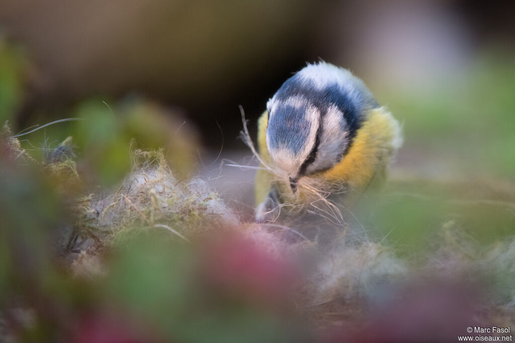 Eurasian Blue Titadult, identification, Reproduction-nesting