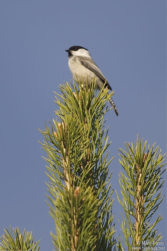 Willow Tit male adult breeding, identification, song