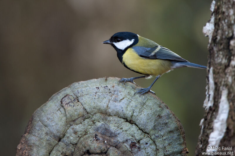 Mésange charbonnièreadulte, identification