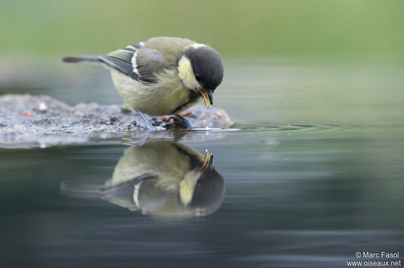 Mésange charbonnièrejuvénile, boit